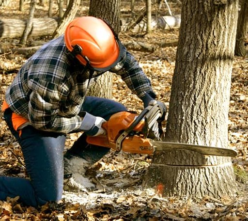 Tree Removal in Bellevue, MI